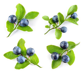 Canvas Print - Bilberry isolated. Bilberry on white. Bilberries with leaf on branch. Top view set on white background