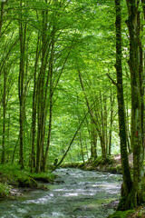  a stream in a green deciduous forest