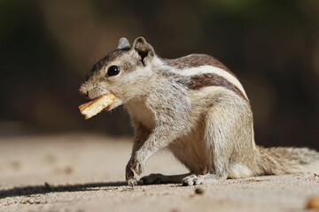 Poster - Closeup of an adorable chipmunk standing on the stone surface and chewing food in the park