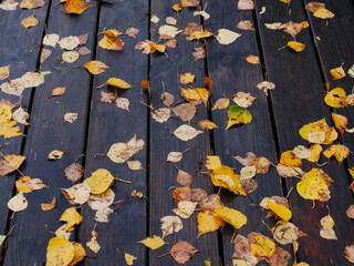 Wall Mural - Fallen leafs on a ground. Autumn or fall season concept. Abstract nature concept. Nobody