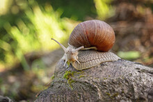 A Snail On A Rock Covered With Moss. A Snail On A Green Blurred Natural Background On A Sunny Day