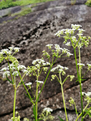 Sticker - Selective focus shot of blooming white flowering plants growing in the garden