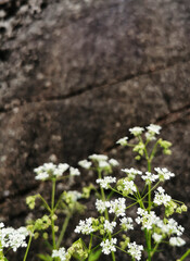 Sticker - Selective focus shot of blooming white flowering plants growing in the garden