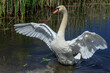 White swan spreads its wings