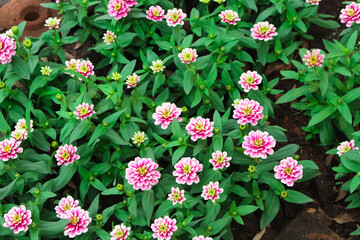 Colorful flower with green leaf blooming in garden background