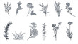 Set of hand drawn illustrations of flowers, herbs, plants. Vector lavender, rose flower, salvia leaves, chamomile, pepper mint, olive, rosemary, aloe vera, eucalyptus, calendula, echinacea, valerian