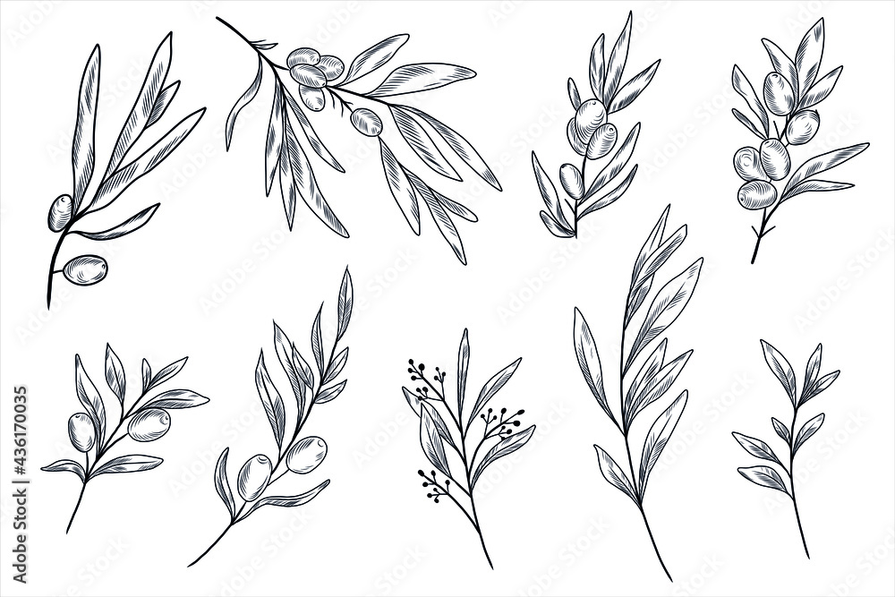 Sea buckthorn branches and leaves and olive tree branches and leaves in the hand drawn set