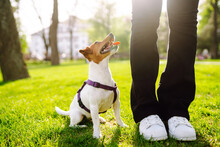 A Small Dog Of The Jack Russell Terrier Breed On A Walk With Its Owners. Person With Dog Play Together In The Park.