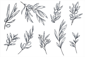 Sea buckthorn branches and leaves and olive tree branches and leaves in the hand drawn set