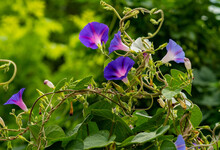 Bright Flowers Of Purple Morning Glory Against A Background Of Bright Green Foliage.