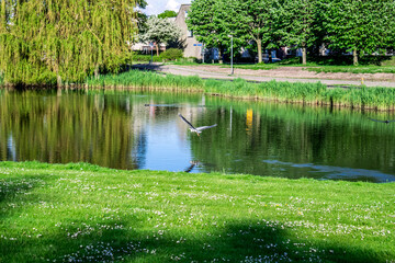 Wall Mural - Summer evening artistic landscape with a pond and reflections in the water, selective focus. A heron flying over the water in a city park.