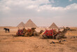 Panoramic view of camels, horses, and pigeons at the pyramids in Giza, the last remaining Wonder of the Ancient World