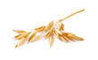 Ears of oats isolated on white background. Oat plant for package design.