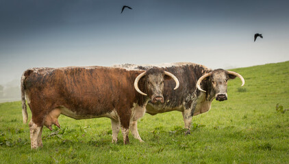 English Longhorn cattle