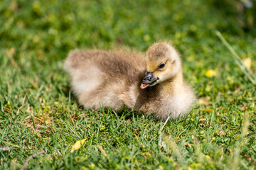 A gosling with a deformed beak lies on the grass.