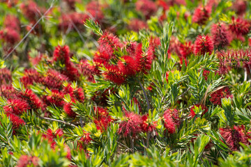 Canvas Print - Blooming Callistemon (Callistemon citrinus, bottle brushes). A bush with red flowers.