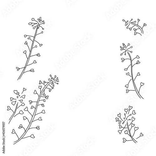 ナズナ モノクロ線画 装飾 透明背景 Wall Mural Wallpaper Murals Kie Library ナズナ モノクロ線画 装飾 透明背景 Wall Mural Wallpaper Murals Kie Library