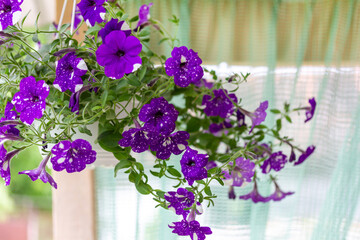 Wall Mural - Beautiful flowers purple spotted petunias Night Sky in hanging pots for cafe or restaurant decoration