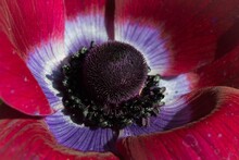 Anemone Bordeaux A Stunning Flower Of Velvety Crimson And A Steely Blue