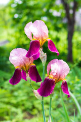 beautiful purple irises flowers on a green natural background close up