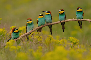 group of colorful bee-eater on tree branch, against of yellow flowers background