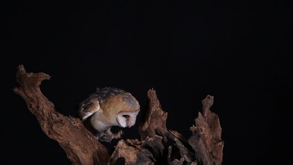 Sticker - Beautiful barn owl flying and alighting on branch against black background