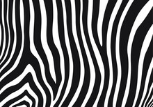 Zebra Stripes Background, Black And White Abstract Pattern Design, Vector Illustration