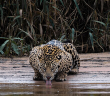 Jaguar Drinking Water!