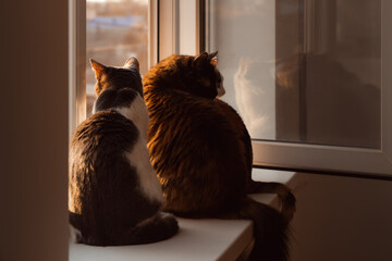 Two cats look out the window