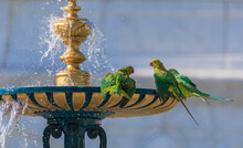 Indian Ringed Parrots Drink Water And Bathe In The City Fountain