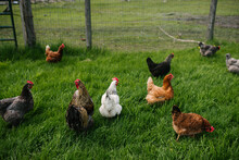 Chickens In Grassy Field