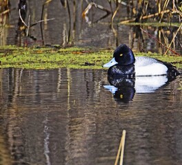 Wall Mural - duck on the water