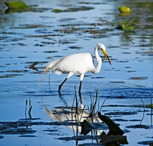 Egret In Water