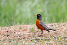 American Robin Stands In Grass.