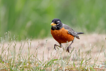 American Robin running in grass.