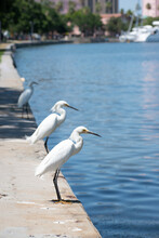 Snowy Egrets Stand On The Water's Edge In Downtown St. Pete, Florida By The Boat Yard And Dock. 
