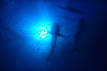 whale shark scene landscape / abstract underwater big sea fish, adventure, diving, snorkeling