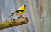 American Goldfinch On Tree Branch