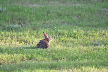 cute wild rabbit in the meadow