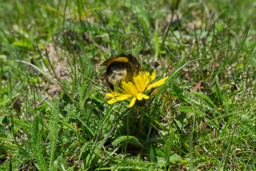 Bumblebee on a yellow flower