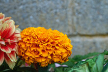 Mexican Marigold Orange Flower