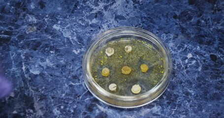 Canvas Print - Scientist's hand puts a closed petri dish with bacteria on a laboratory blue table, close-up.