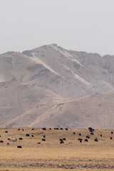 Poster - Beautiful closeup view of bison standing in the field and the mountains in the background