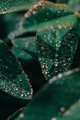 Poster - Vertical shot of raindrops on green leaves - great for wallpaper