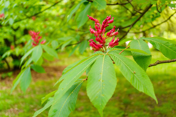 Wall Mural - Closeup of Red buckeye (Aesculus pavia) flowers