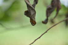 Closeup Of Shriveled Dry Brown Leaves Hanging From A Tree On A Blurred Green Background