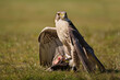 Sakerfalke als Beizvogel von einem Falkner bedeckt seine Beute mit den Flügeln, falco cherrug