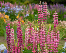 A Glorious Garden With Columbine, Iris And Lupine Flowers, Wth A Blurred Background.