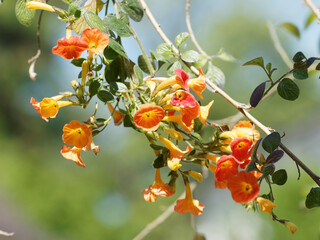  (Streptosolen jamesonii) Streptosolen de Jameson ou Browallia orange aux grappes de fleurs tubulaires en corymbes jaune à rouge orangé sur des rameaux souples et arqués