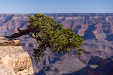 Tree Over The Grand Canyon